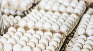 Kazakhstan bans the import of chicken eggs: official explanation