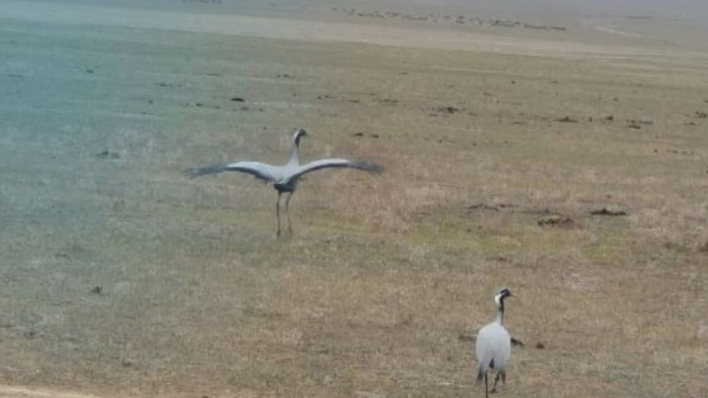 Photo: instagram.com/qazaqormany