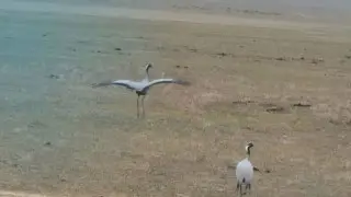 Rare bird captured on camera in Kolsai Lakes National Park