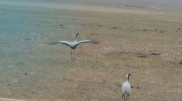 Rare bird captured on camera in Kolsai Lakes National Park
