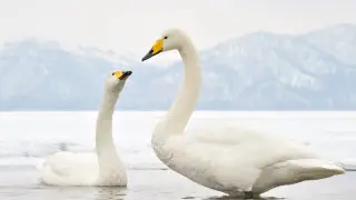 Swans, symbols of love and loyalty, return to Burabay
