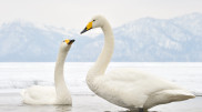 Swans, symbols of love and loyalty, return to Burabay