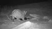 Rare predator captured on camera in Ustyurt State Nature Reserve