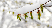 Snow and frost – Weather in Kazakhstan for April 15, 16, and 17
