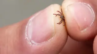 Spike in tick activity recorded in Almaty