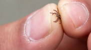 Spike in tick activity recorded in Almaty