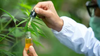 Hemp legalization in Kazakhstan? Interior Ministry clarifies new bill