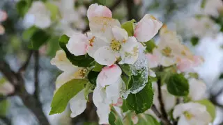 Snow and frost: Weather forecast for Kazakhstan