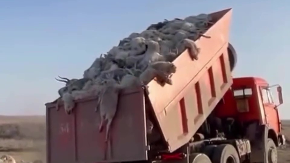 Shocking footage of saiga deaths sparks outrage on Kazakh social media