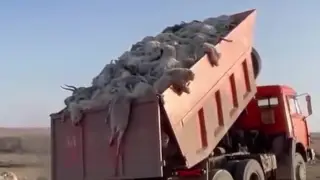 Shocking footage of saiga deaths sparks outrage on Kazakh social media