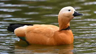 Ruddy shelducks – rare birds spotted in the Semey Ormany Nature Reserve