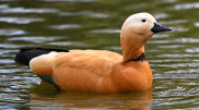 Ruddy shelducks – rare birds spotted in the Semey Ormany Nature Reserve
