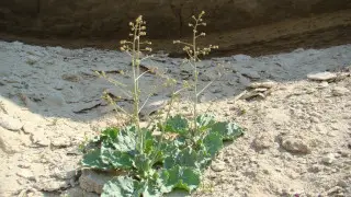 Endangered plant species found in Kazakhstan’s Ustyurt Nature Reserve