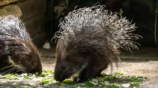 Camera trap captures rare 'foreign' porcupine in Ile-Alatau National Park