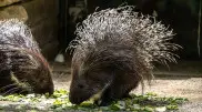 Camera trap captures rare 'foreign' porcupine in Ile-Alatau National Park