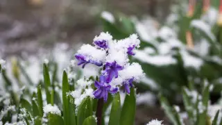 Snow and frost: Astana and Almaty weather forecast