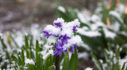 Snow and frost: Astana and Almaty weather forecast