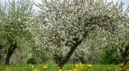 Thunderstorms and frosts: what awaits Almaty and Astana in early May