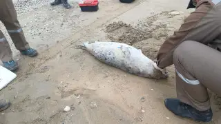 More than 80 dead seals found on Caspian shore