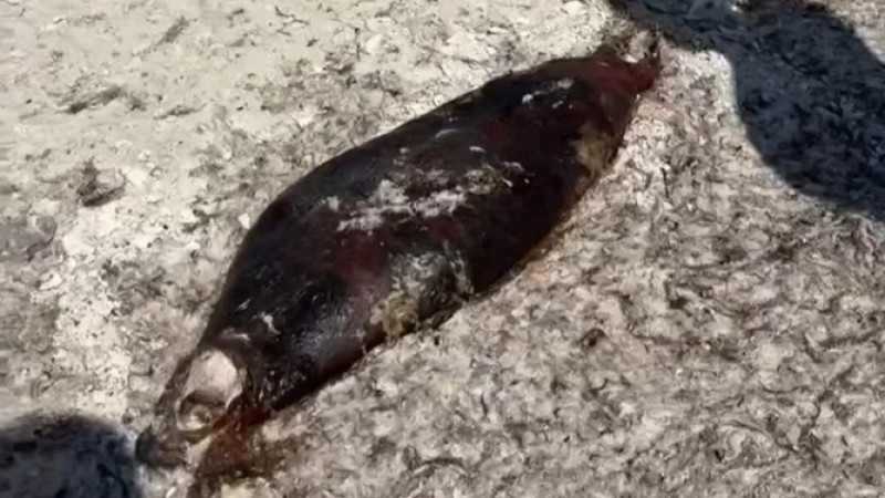 Image created from video frames