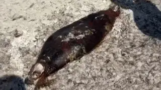 Another 70 dead seals wash ashore on Caspian coast in Mangystau