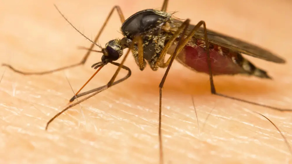 Basements and water bodies treated as mosquito control begins in Astana