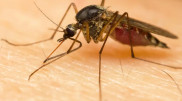 Basements and water bodies treated as mosquito control begins in Astana