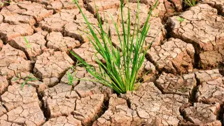Which regions of Kazakhstan are expected to face drought – Ministry of Ecology forecast