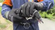 Crows kept parents and children from entering kindergarten in Semey