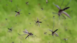 Mosquitoes and gnats swarm Petropavlovsk streets