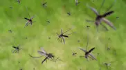 Mosquitoes and gnats swarm Petropavlovsk streets