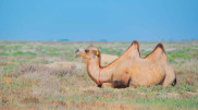 Heat up to +39°C: Weather in Kazakhstan on June 3