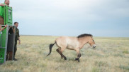 Przewalski’s horses arrive in Kazakhstan as part of rewilding project