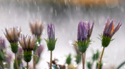 Intermittent showers: Weather in Astana and Almaty from June 5 to 7