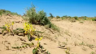 Heat up to +40°C: weather in Kazakhstan on June 5