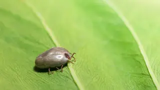 New tick species discovered in Turkey: it carries over 30 diseases