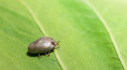 New tick species discovered in Turkey: it carries over 30 diseases