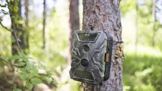 Rare imperial eagles captured on camera in Pavlodar region