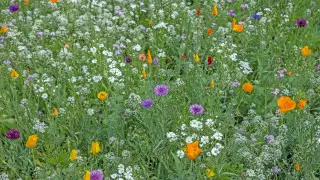 Heatwave and heavy rains: Cyclone sweeps into Kazakhstan