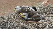 Chicks of rare bird spotted in Altyn-Emel National Park