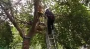 Teen rescued after getting stuck in tree in Ust-Kamenogorsk