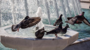 Extreme heat ahead for Astana and Almaty: Three-day forecast