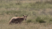 Saiga meat to be processed in West Kazakhstan region