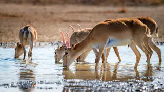 Saiga culling begins in western Kazakhstan