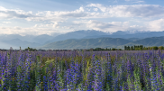 Photographer discovers a “fairytale” field near Almaty
