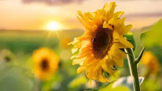 Heat up to +46°C: weather forecast across Kazakhstan for July 18