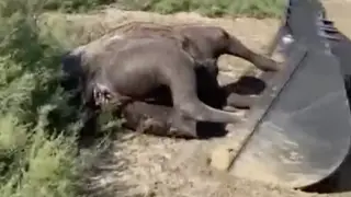 Mass death of camels in Atyrau region – cause still unknown