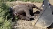 Mass death of camels in Atyrau region – cause still unknown