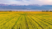 Kazakh photographer captures a “golden sea” near Almaty