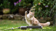 Heat above +40°C: Kazakhstan weather forecast for July 22